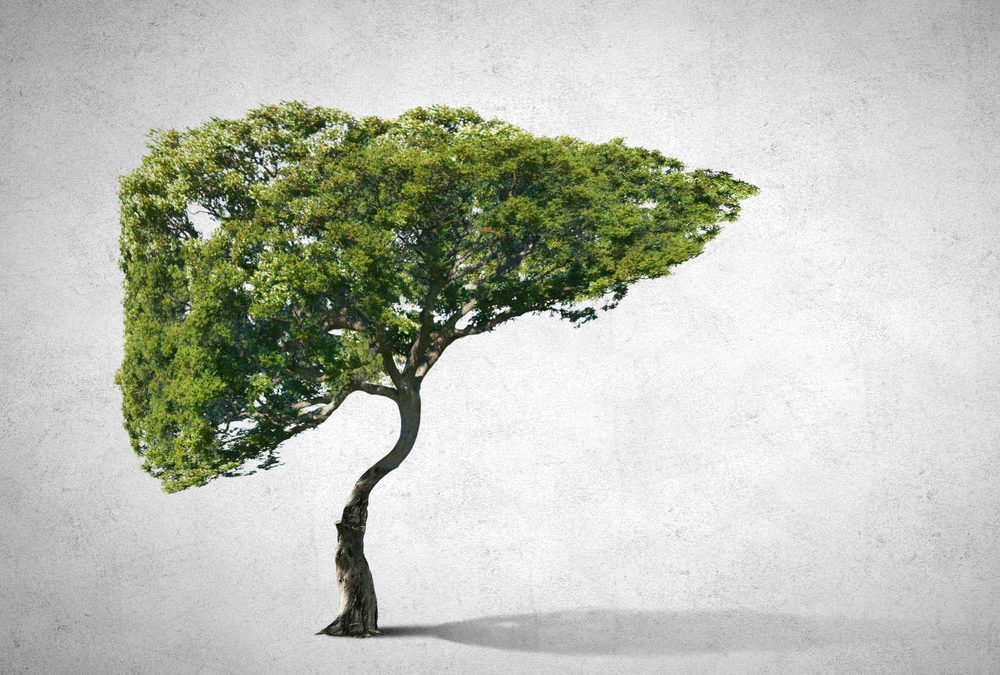 fois-vegetal-concept