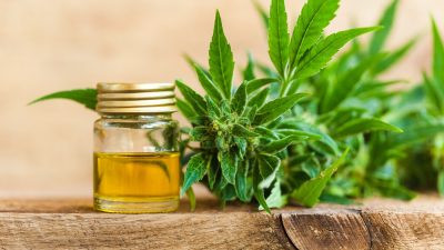 fleur de cannabis chanvre cbd